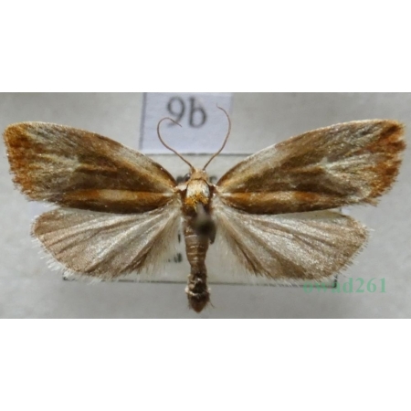 Eulia ministrana (Linnaeus, 1758) Czech9b